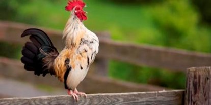Urlaub auf dem Bauernhof - Tiere am Hof: Hühner - Kapfenstein - Unser Biowecker - Schwalbenhof