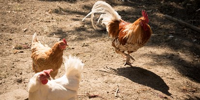 Urlaub auf dem Bauernhof - Tiere am Hof: Hühner - Strallegg - Promschhof  Ferienwohnung Schöcklblick