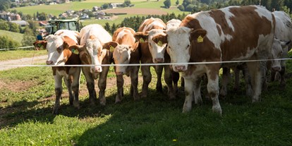 Urlaub auf dem Bauernhof - Mithilfe beim: Tiere füttern - Steiermark - Promschhof  Ferienwohnung Schöcklblick