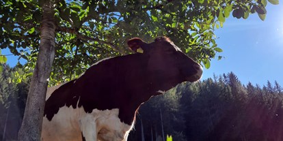 vacanza in fattoria - Tiere am Hof: Kühe - Neuseß - Payrhof