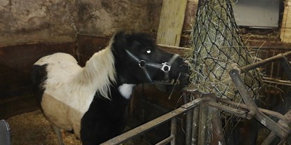 vacation on the farm - Tiere am Hof: Ponys - Gosau - Payrhof