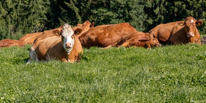 vacanza in fattoria - Tiere am Hof: Ziegen - Kühe - Fuchshof