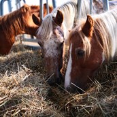 Holiday farm - Pony beim  Futtern - Ponyferienhof Eder
