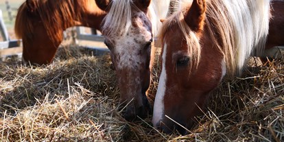 Urlaub auf dem Bauernhof - Mithilfe beim: Tiere füttern - Salzweg (Landkreis Passau) - Pony beim  Futtern - Ponyferienhof Eder
