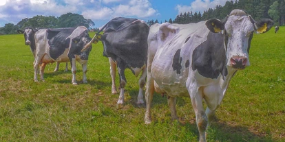 Urlaub auf dem Bauernhof - Mithilfe beim: Melken - Großlangenfeld - Unsere "Mädels" auf der Weide. Vom Frühjahr bis in den Herbst genießen unsere Kühe und die älteren Kälber den Weidegang. - Ferienhof Vennhof