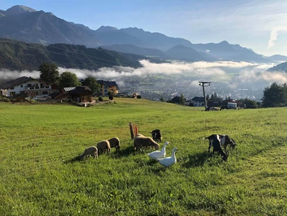 vacation on the farm - Tiere am Hof: Kühe - Erlfeld - Gänse, Esel Schafe und Ziegen beim Frühstück. - Abelhof