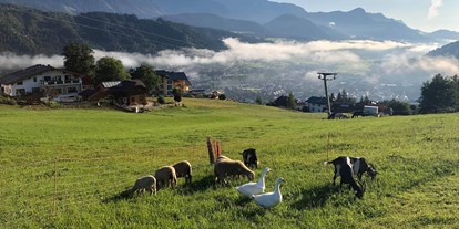Urlaub auf dem Bauernhof - Langlaufen - PLZ 5630 (Österreich) - Gänse, Esel Schafe und Ziegen beim Frühstück. - Abelhof
