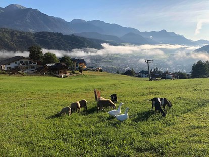 Urlaub auf dem Bauernhof - Umgebung: Urlaub in den Wäldern - Schladming-Dachstein - Gänse, Esel Schafe und Ziegen beim Frühstück. - Abelhof