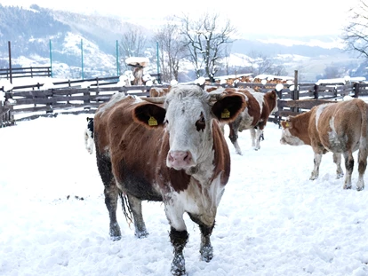 vacation on the farm - Tiere am Hof: Kühe - Erlfeld - Die Mutterkühe sind im Sommer auf der Hochalm. - Abelhof
