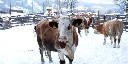 Urlaub auf dem Bauernhof - Jahreszeit: Winter-Urlaub - Ramsau am Dachstein - Die Mutterkühe sind im Sommer auf der Hochalm. - Abelhof