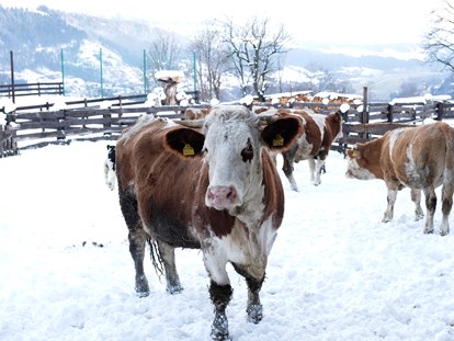 vacanza in fattoria - Jahreszeit: Winter-Urlaub - Gosau - Die Mutterkühe sind im Sommer auf der Hochalm. - Abelhof