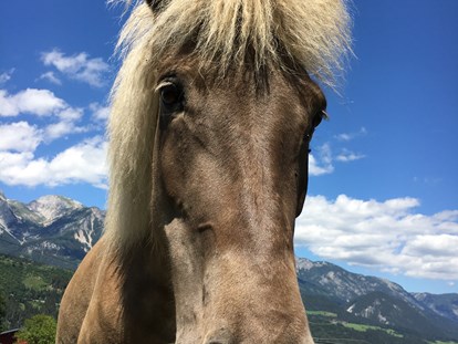 Urlaub auf dem Bauernhof - Wanderwege - Österreich - Samira, unser Isländer Kleinpferd. - Abelhof