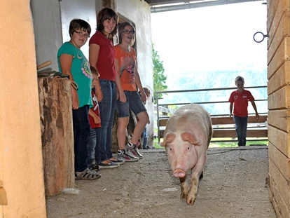 vacances à la ferme - Mithilfe beim: Tiere füttern - Althofen (St. Peter am Kammersberg) - Abends kommt das Schweinchen wieder in den Stall. - Abelhof