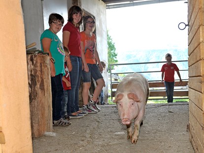 Urlaub auf dem Bauernhof - Tiere am Hof: Hasen - Göriach (Göriach) - Abends kommt das Schweinchen wieder in den Stall. - Abelhof