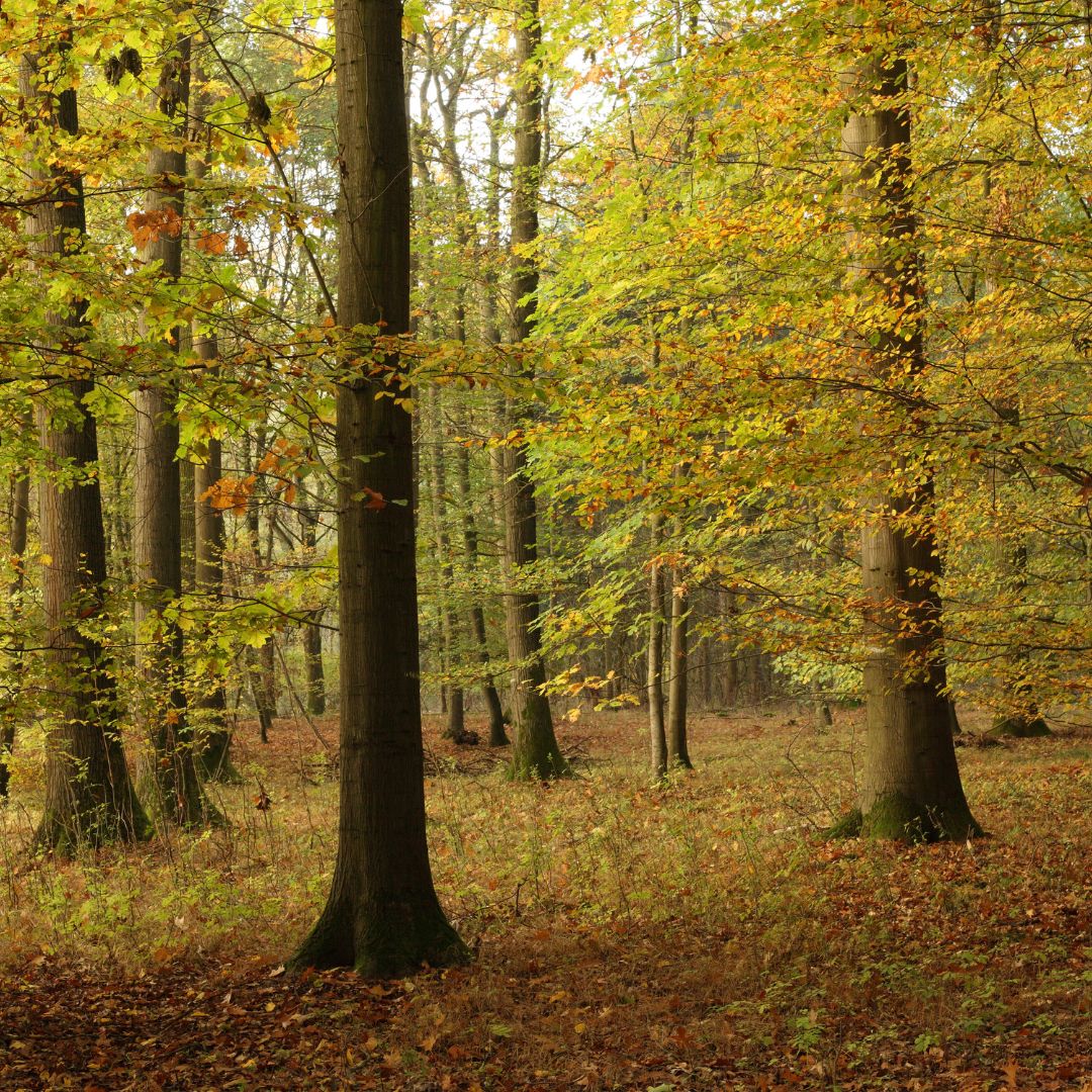 Ferien Bauernhof - Symbolbild für Urlaub auf einem Bauernhof - Castellani