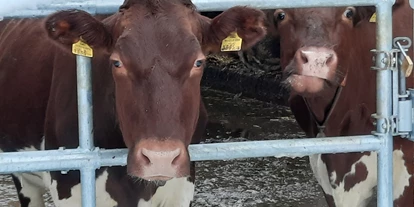 vacanza in fattoria - Almwirtschaft - Kraß (Großkirchheim) - Seit August 2022 sind unsere Kühe in einem neu Umgebauten Stall eingezogen .
 - Lahnhof