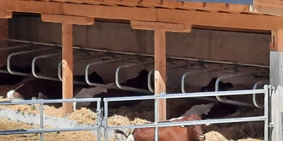 Urlaub auf dem Bauernhof - Umgebung: Urlaub in den Feldern - Steinbach (Bruck an der Großglocknerstraße) - Unsere Kühe genießen den außen Lege Bereich.  - Lahnhof