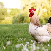 Üdülő farm - Symbolbild für Urlaub auf einem Bauernhof - Weingut Mugler