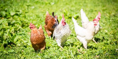 Urlaub auf dem Bauernhof - Mithilfe beim: Tiere füttern - Leutasch - Unsere Hühner - Apartpension Almhof - Reithof Pitztal
