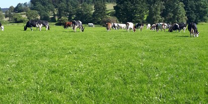 Urlaub auf dem Bauernhof - Tiere am Hof: Schafe - Deutschland - Hof Keppel