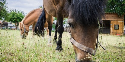 Urlaub auf dem Bauernhof - Tiere am Hof: Ponys - Niedersachsen - Ferienhof Ritter - Harz