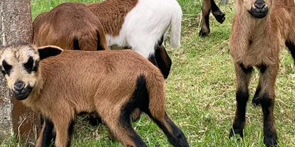 dovolenka na farme - Tiere am Hof: Ponys - Wüstheuterode - Ferienhof Ritter - Harz