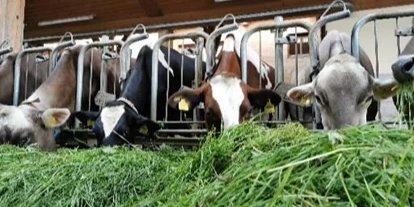 vacances à la ferme - Tiere am Hof: Kühe - Missen-Wilhams - Wir sind ein stolzer Heumilchbetrieb mit Braunvieh, Red Hollstein und Hollstein Bestand mit Nachzucht. - Nahturhof