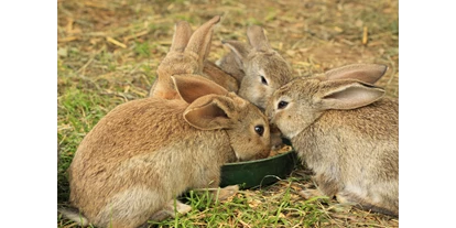 vakantie op de boerderij - Fischbach (Fischbach) - Hasen - Bauernhof Hönigshof - Familie Kerschenbauer