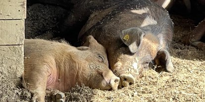vacation on the farm - Tiere am Hof: Schweine - Kapfenstein - Duroc Schweine - Biohofgut Laschalt
