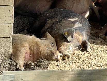 Urlaub auf dem Bauernhof - Duroc Schweine - Biohofgut Laschalt