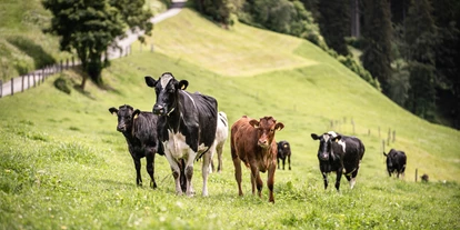 Urlaub auf dem Bauernhof - Mithilfe beim: Tiere füttern - Sand in Taufers - Kühe Bioland zertifiziertes Biobeef - Untermairhof