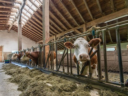 vacanza in fattoria - Tiere am Hof: Kühe - Italia - Pichlerhof