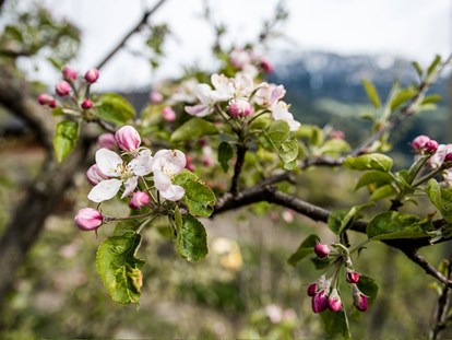 Urlaub auf dem Bauernhof - Klassifizierung Blumen: 4 Blumen - Mühlbach (Trentino-Südtirol) - Hatzeshof