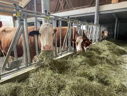 vacanza in fattoria - Tiere am Hof: Kühe - Italia - Lechnerhof Vals