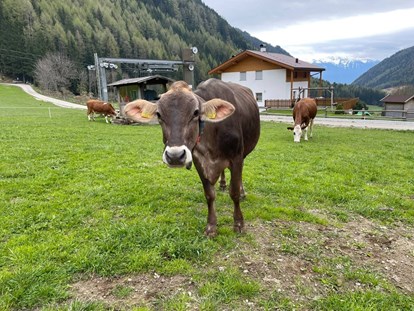 vacanza in fattoria - Tiere am Hof: Kühe - Lechnerhof Vals