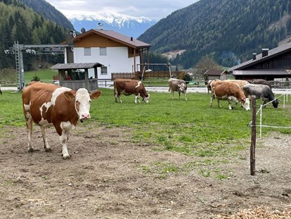 vacation on the farm - Tiere am Hof: Kühe - Lechnerhof Vals