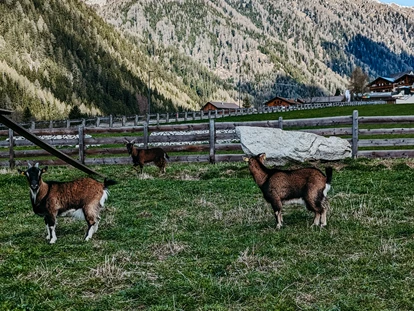 vakantie op de boerderij - Tiere am Hof: Katzen - Alpen - Lechnerhof Vals
