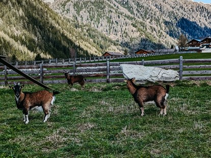 vacation on the farm - Tiere am Hof: Hunde - Italy - Lechnerhof Vals