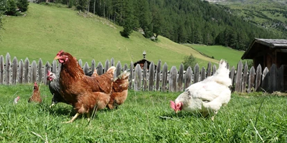 nyaralás a farmon - begehbarer Heuboden - Mühlwald (Trentino-Südtirol) - Unsere Hühner haben viel Freilauf - Oberhof