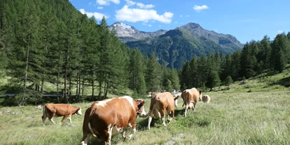 vacation on the farm - Frühstück - Pfunders - Die Kühe genießen die Weidezeit im Sommer in der Nähe unseres Hofes - Oberhof