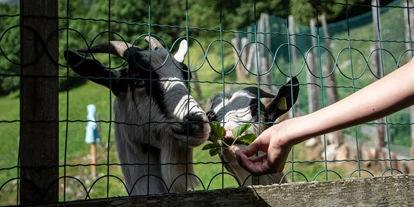 Urlaub auf dem Bauernhof - Mithilfe beim: Tiere füttern - Pfalzen - Bergerhof