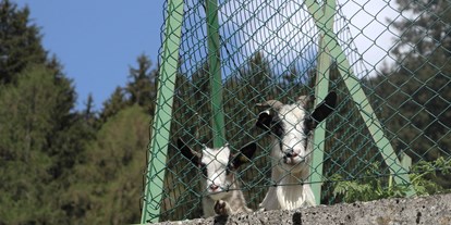 vacanza in fattoria - Mithilfe beim: Tiere pflegen - St. Magdalena/Gsies - Bergerhof