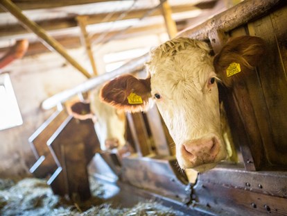 vacanza in fattoria - Tiere am Hof: Kühe - Italia - Reidenhof