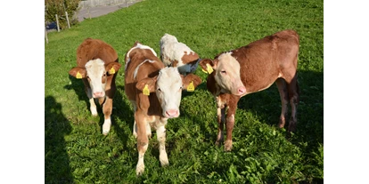 Urlaub auf dem Bauernhof - Mithilfe beim: Melken - Völs am Schlern - Kälbchen auf der Weide - Schgagulerhof