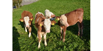 Urlaub auf dem Bauernhof - Tiere am Hof: Hunde - Trentino-Südtirol - Kälbchen auf der Weide - Schgagulerhof