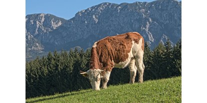 Urlaub auf dem Bauernhof - Tiere am Hof: Kühe - Hof bei Salzburg - Graf`n Alm vom Ferienhof Margarethengut - Ferienhof Margarethengut am Attersee 