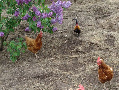 Urlaub auf dem Bauernhof - Tiere am Hof: Hühner - Schwarzleo - Erbhof "Achrainer-Moosen"