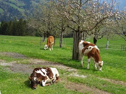 Urlaub auf dem Bauernhof - Mithilfe beim: Tiere füttern - Stumm - Erbhof "Achrainer-Moosen"
