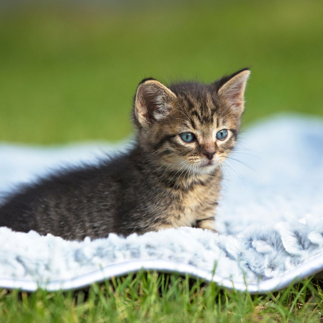 Vakantieboerderij - Symbolbild für Urlaub auf einem Bauernhof - Alpenrose Brand