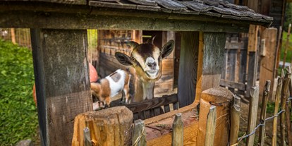 vacanza in fattoria - Tiere am Hof: Ziegen - Gosau - Prechtlhof in Flachau